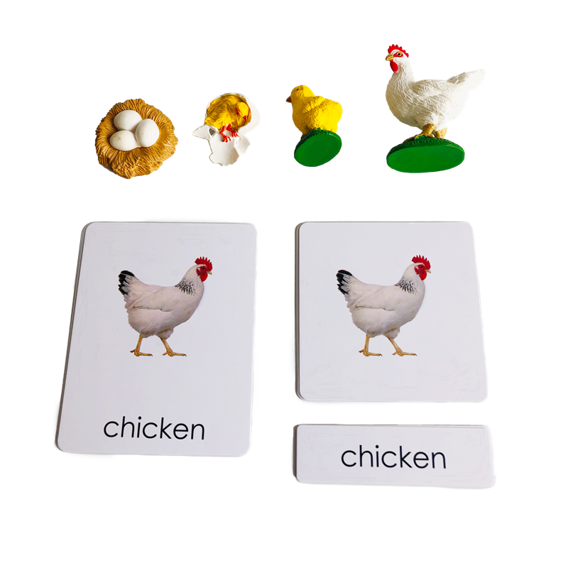 Kids Nature Education - Life Cycle Animals Cards and Models