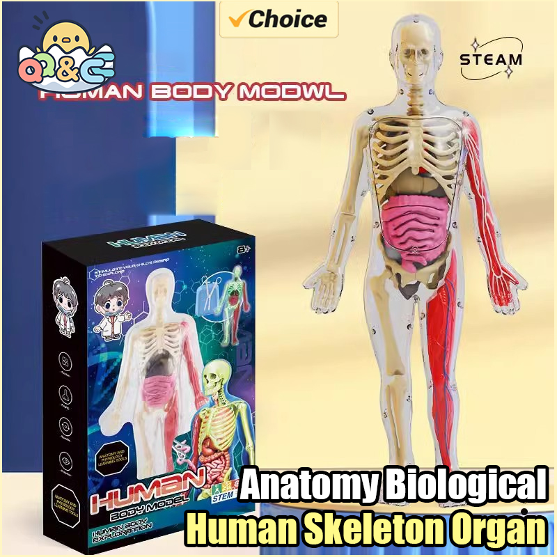 Kids Nature Education - Human Skeleton Organ Anatomy Biological Teaching