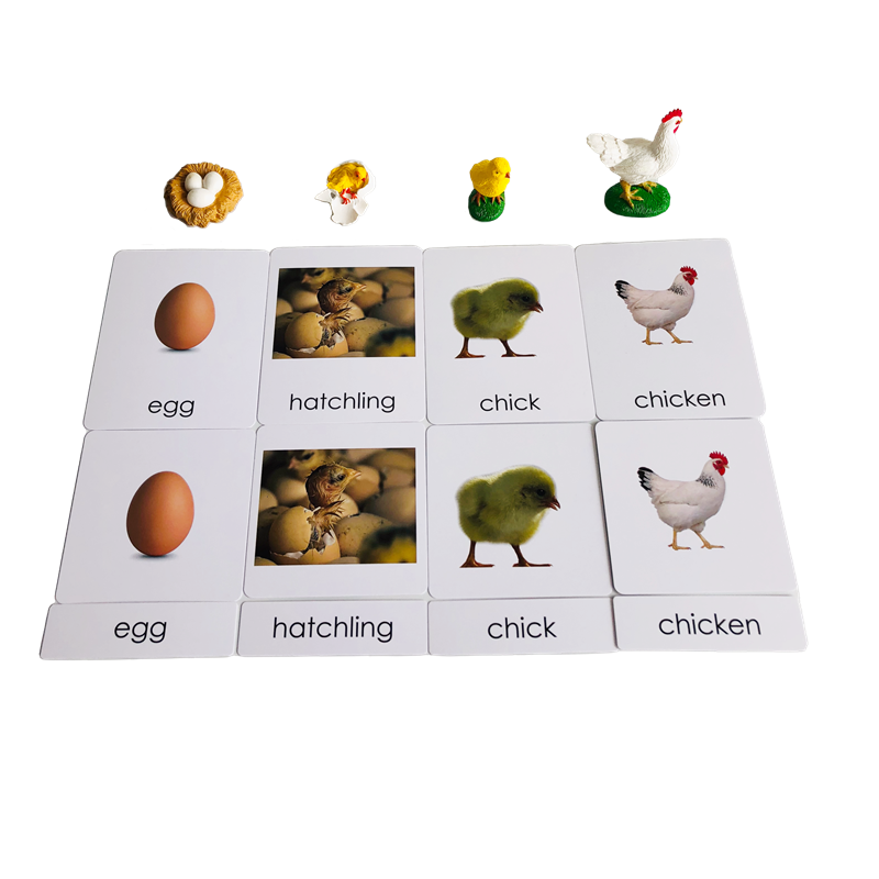 Life Cycle Animals Cards and M - Kids Nature Education recension och pris