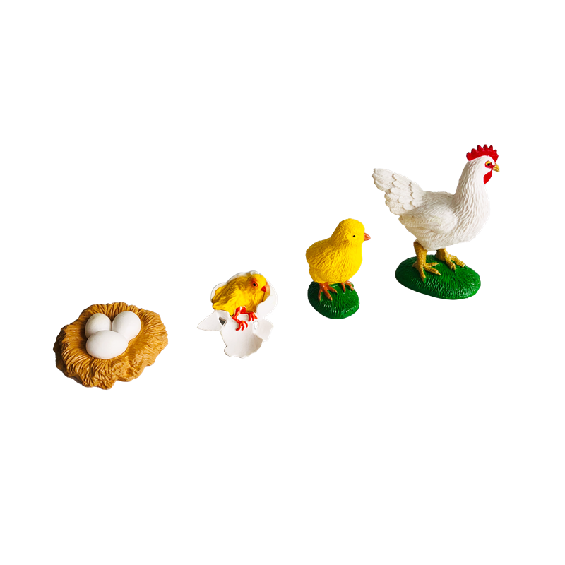 Life Cycle Animals Cards and M - Kids Nature Education recension och pris